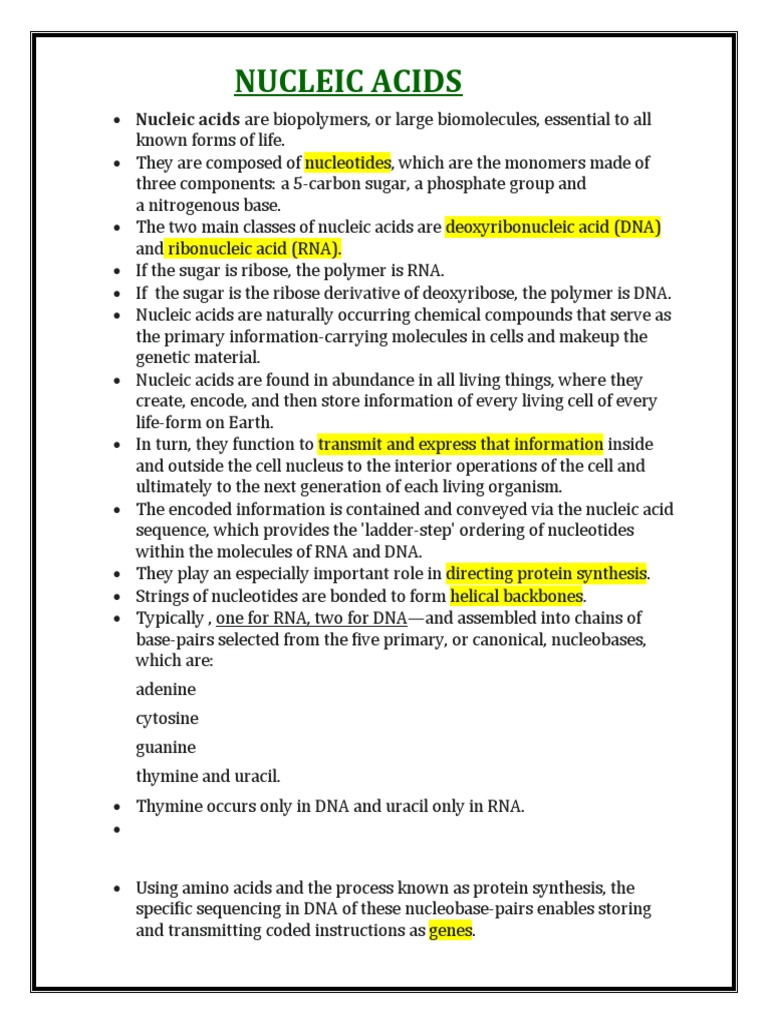 Understanding Nucleic Acids: DNA & RNA | PDF | Rna | Nucleic Acids