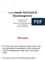 S3, L2, TCA and Gluconeogenesis