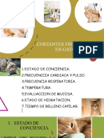 Constantes Fisiologicas en Gatos