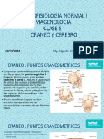 CRANEO Agujeros Detallado