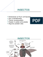 Insectos