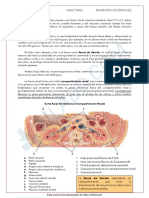 Anatomia Del Aparato Urinario