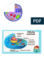 Rafa Celula Mapa Mental