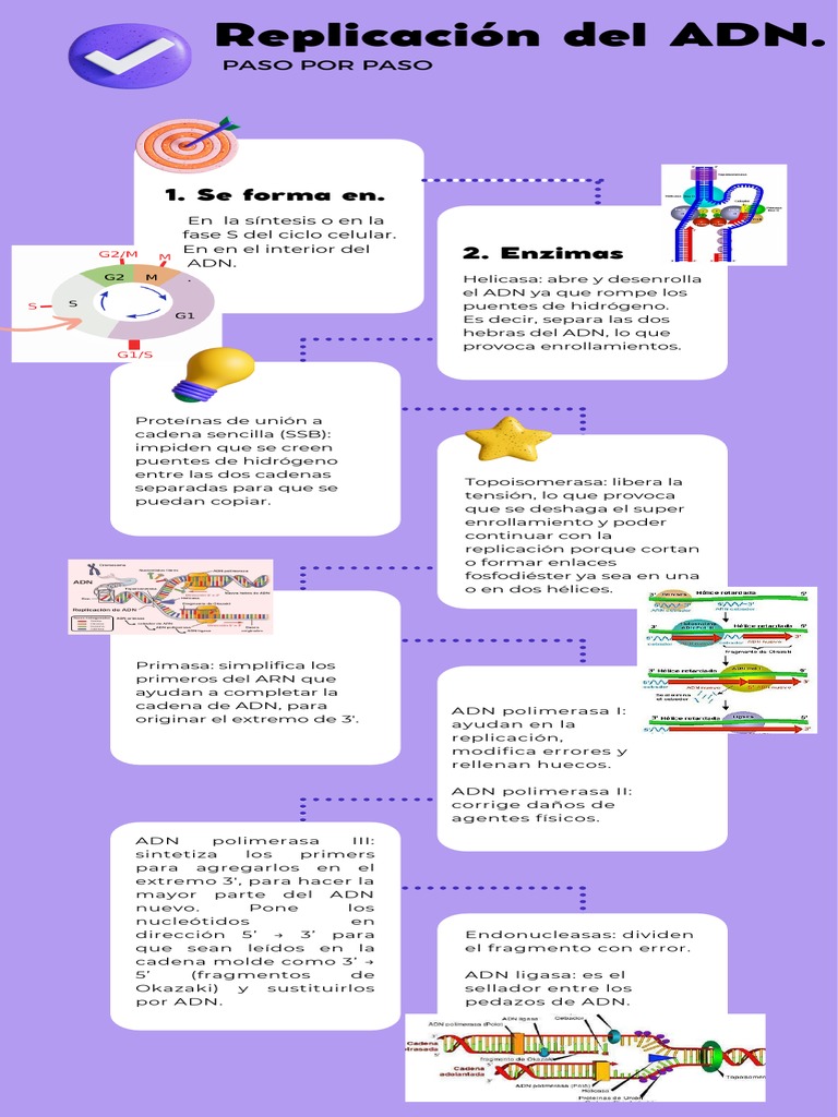 Proceso de Replicación Del ADN | PDF