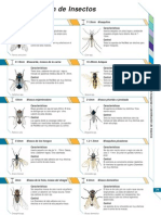 Identificacion de Insectos