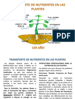 Transporte de Agua en Las Plantas