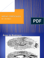 Areas Corticales