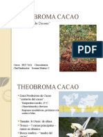 Theobroma Cacao 2022
