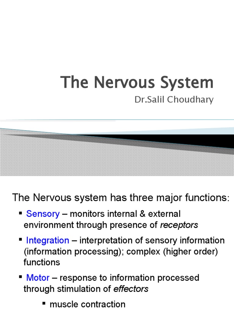 Overview of the Nervous System Functions | PDF | Central Nervous System ...