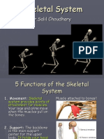 5 Functions of the Skeletal System Explained