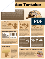 Egyptian Tortoise: Life Cycle Size/Weight Diet