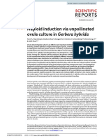 Haploid Induction Via Unpollinated Ovule Culture in Gerbera Hybrida