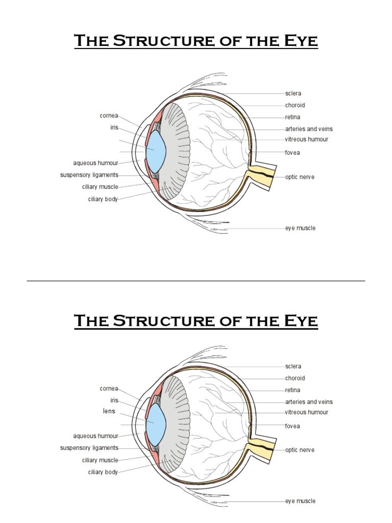 Eye Structure | PDF