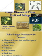 Fungal Diseases of Citrus Fruit and Foliage