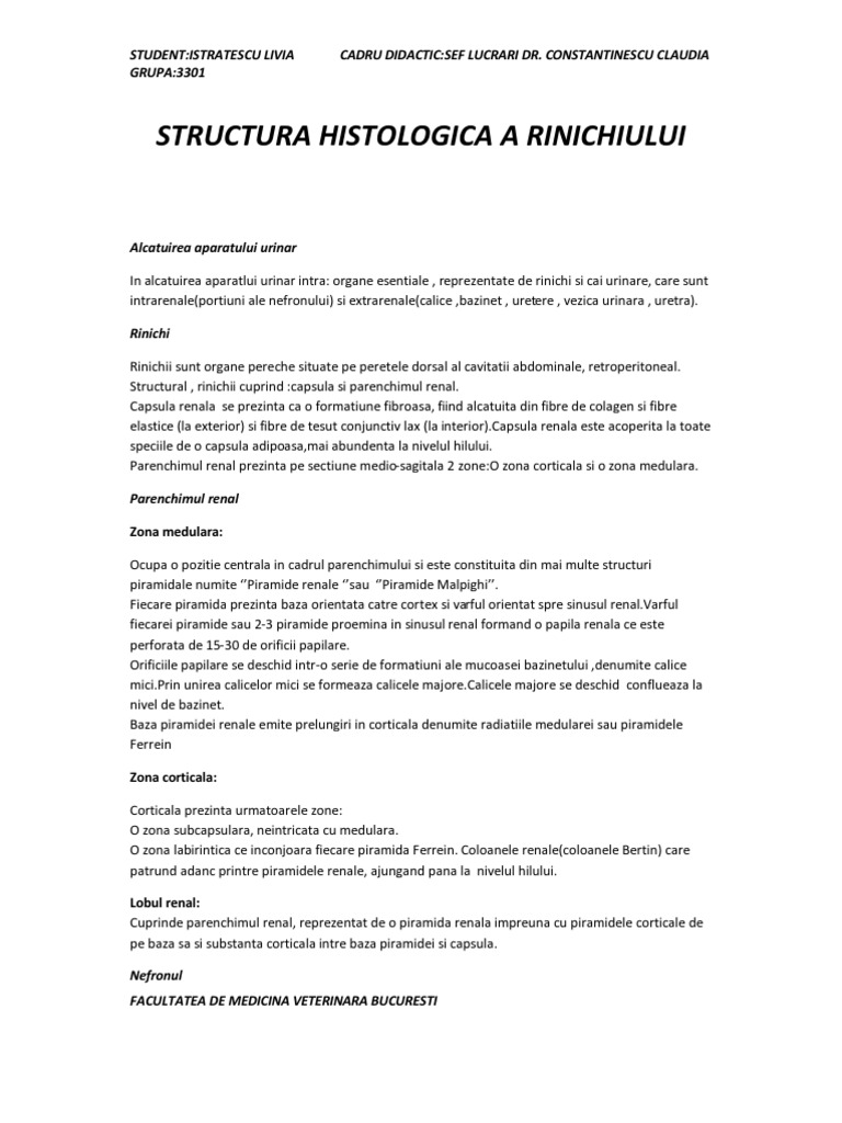 Structura Histo A Rinichiului | PDF