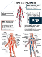 Generalidades y Partes Del Sistema Circulatorio