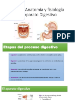 Clase 2. Sistema Digestivo - Completo