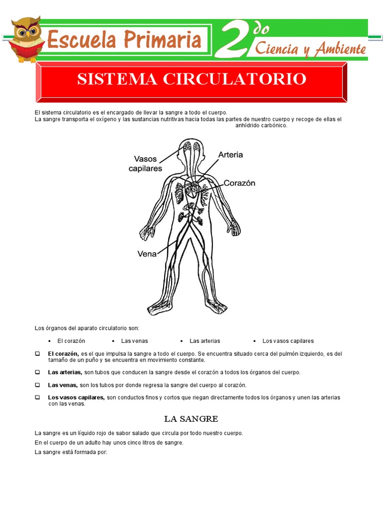 Aparato Circulatorio para Segundo de Primaria | PDF | Sistema ...