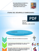 Etapas Del Desarrollo Embrionario