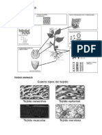 Tejidos Animales y Vegetales