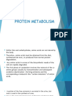 Protein Metabolism and Turnover Explained