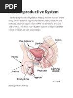 Male Reproductive System