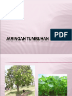 Jaringan Tumbuhan 03