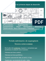 embrioganesis1