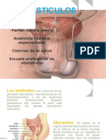 Diapositivas de Anatomia Testiculos