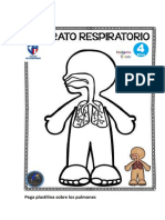 Sistema Respiratorio