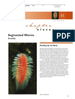 Annelida - Segmented Worm