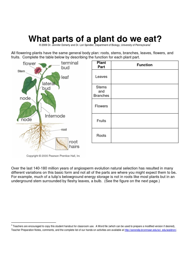 Parts of Plant Eat Protocol Plants Flowers Free 30day Trial Scribd