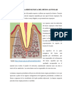 Estructura Histiologica Del Hueso Alveolar