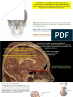 Endocrino 3