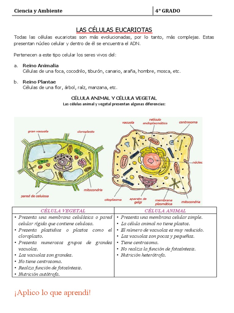 Célula Animal y Vegetal para Cuarto Grado de Primaria | PDF | Biología ...