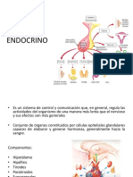Sistema endocrino: glándulas y hormonas clave en