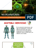 Clase 1. Neuroanatomia