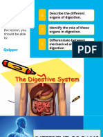 Digestive Organs Roles Mechanical Chemical Breakdown