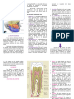 Desarrollo Destal Triptico