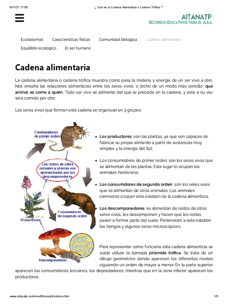 ¿ Qué Es La Cadena Alimenticia o Cadena Trófica | PDF | Red alimentaria ...
