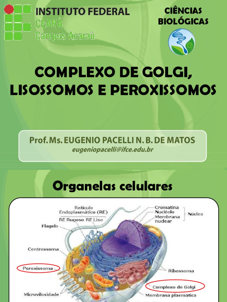 Diferenças entre Lisossomos e Peroxissomos | PDF | Lisossoma | Vesícula ...