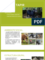 Tapir: conservación y manejo de esta especie