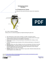 General Organization of Somatosensory System
