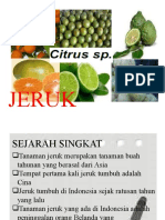 Jeruk