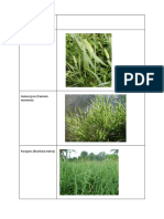 Pasture Grasses and Legumes