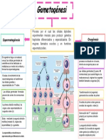 Omogenesis Con Imagen