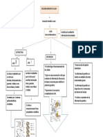 Mapa ADN