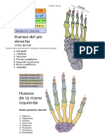 Huesos Del Pie Derecho Primer Cuneiforma, Vista Dorsal y Anterior