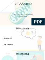 Mitocondria