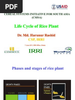 Download Life Cycle of Rice Plant by s_begum SN57810451 doc pdf